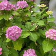 ヒメ日記 2025/06/10 15:36 投稿 あおい マダムの品格