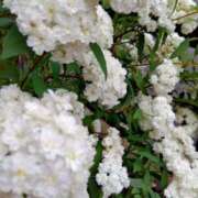 ヒメ日記 2025/05/03 13:16 投稿 長山 熟女の風俗最終章 新横浜店