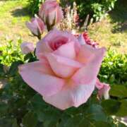 ヒメ日記 2025/05/16 21:26 投稿 長山 熟女の風俗最終章 新横浜店