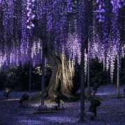 ヒメ日記 2025/05/18 22:26 投稿 長山 熟女の風俗最終章 新横浜店