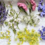 ヒメ日記 2025/06/01 01:16 投稿 長山 熟女の風俗最終章 新横浜店