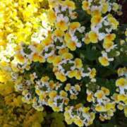 ヒメ日記 2025/07/11 13:42 投稿 長山 熟女の風俗最終章 新横浜店