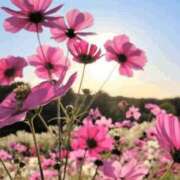 ヒメ日記 2025/10/13 23:26 投稿 長山 熟女の風俗最終章 新横浜店