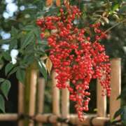 ヒメ日記 2026/01/13 22:18 投稿 長山 熟女の風俗最終章 新横浜店