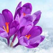 ヒメ日記 2026/02/22 23:28 投稿 長山 熟女の風俗最終章 新横浜店