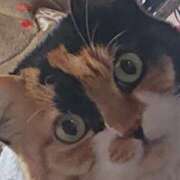 ヒメ日記 2025/02/27 09:28 投稿 ろみ 熟女家 東大阪店（布施・長田）