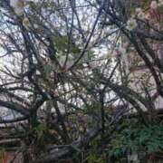 ヒメ日記 2025/03/17 09:05 投稿 ろみ 熟女家 東大阪店（布施・長田）