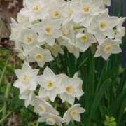 ヒメ日記 2025/03/30 09:15 投稿 ろみ 熟女家 東大阪店（布施・長田）