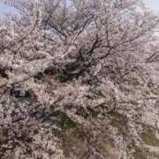 ヒメ日記 2025/04/06 09:05 投稿 ろみ 熟女家 東大阪店（布施・長田）