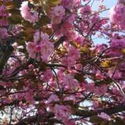 ヒメ日記 2025/04/17 09:05 投稿 ろみ 熟女家 東大阪店（布施・長田）