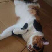 ヒメ日記 2025/07/20 15:25 投稿 ろみ 熟女家 東大阪店（布施・長田）