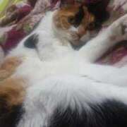 ヒメ日記 2025/10/29 20:25 投稿 ろみ 熟女家 東大阪店（布施・長田）