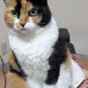 ヒメ日記 2025/11/04 09:14 投稿 ろみ 熟女家 東大阪店（布施・長田）