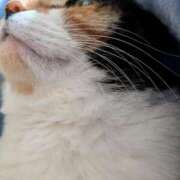 ヒメ日記 2025/11/30 20:25 投稿 ろみ 熟女家 東大阪店（布施・長田）