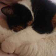 ヒメ日記 2026/03/13 09:05 投稿 ろみ 熟女家 東大阪店（布施・長田）