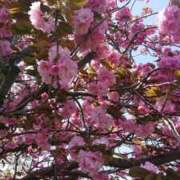 ヒメ日記 2026/04/09 09:23 投稿 ろみ 熟女家 東大阪店（布施・長田）