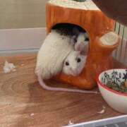 ヒメ日記 2025/02/21 13:31 投稿 れお♡誰もが振り返る最高彼女 ジャックと豆の木