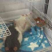 ヒメ日記 2025/03/13 14:21 投稿 れお♡誰もが振り返る最高彼女 ジャックと豆の木