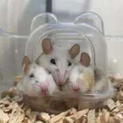 ヒメ日記 2025/04/02 21:19 投稿 れお♡誰もが振り返る最高彼女 ジャックと豆の木