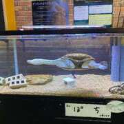 ヒメ日記 2025/04/16 14:15 投稿 れお♡誰もが振り返る最高彼女 ジャックと豆の木