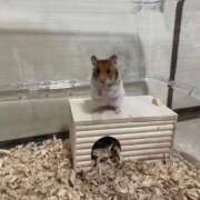 ヒメ日記 2025/04/17 22:48 投稿 れお♡誰もが振り返る最高彼女 ジャックと豆の木