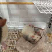 ヒメ日記 2025/04/24 12:35 投稿 れお♡誰もが振り返る最高彼女 ジャックと豆の木