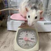 ヒメ日記 2025/05/12 22:45 投稿 れお♡誰もが振り返る最高彼女 ジャックと豆の木