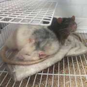 ヒメ日記 2025/05/29 01:42 投稿 れお♡誰もが振り返る最高彼女 ジャックと豆の木