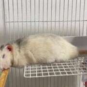 ヒメ日記 2025/06/05 15:04 投稿 れお♡誰もが振り返る最高彼女 ジャックと豆の木