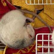 ヒメ日記 2025/06/11 17:07 投稿 れお♡誰もが振り返る最高彼女 ジャックと豆の木