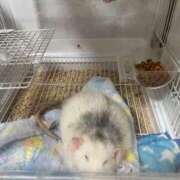 ヒメ日記 2025/11/25 15:50 投稿 れお♡誰もが振り返る最高彼女 ジャックと豆の木