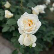 ヒメ日記 2025/06/16 17:01 投稿 やえか スイカ