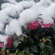 やえか ついに⛄️ スイカ