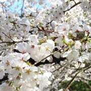 ヒメ日記 2025/04/07 22:58 投稿 みりあ ハピネス＆ドリーム福岡