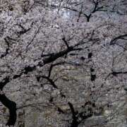 ヒメ日記 2025/04/01 17:22 投稿 らら ちゃんこ藤沢茅ヶ崎店