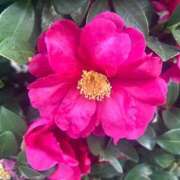 ヒメ日記 2025/01/31 17:14 投稿 巴 シャトーペトラ