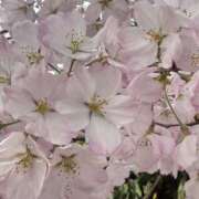 ヒメ日記 2025/04/17 18:46 投稿 めい Triple Pink(トリプルピンク)