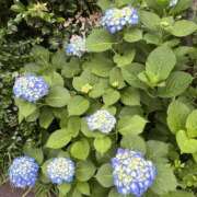 ヒメ日記 2025/06/09 19:53 投稿 めい Triple Pink(トリプルピンク)