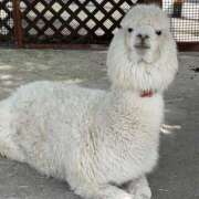 ヒメ日記 2025/08/13 20:27 投稿 めい Triple Pink(トリプルピンク)