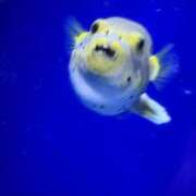 なな ごめんなさい ぽちゃカワ女子専門店 上野御徒町店