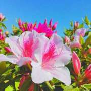 ヒメ日記 2025/04/22 15:35 投稿 望月 さり 大奥 難波店