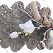 ヒメ日記 2025/04/02 15:49 投稿 みほ 成田人妻講座