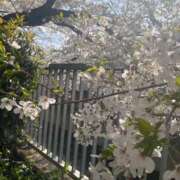 ヒメ日記 2025/03/31 06:09 投稿 ちゃみ 新宿プチドール