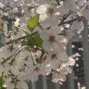 ヒメ日記 2025/04/02 10:59 投稿 ちゃみ 新宿プチドール