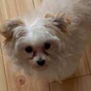 ヒメ日記 2025/04/07 11:14 投稿 ちゃみ 新宿プチドール