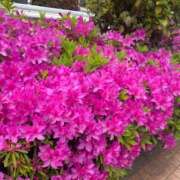 ヒメ日記 2025/04/29 05:59 投稿 ちゃみ 新宿プチドール