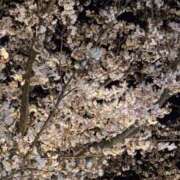 天道あかね お花見🌸 AZITO V.I.P