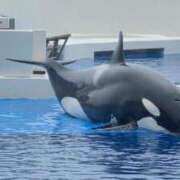 ヒメ日記 2026/05/06 14:14 投稿 天道あかね AZITO V.I.P