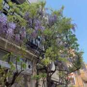 ヒメ日記 2025/04/17 10:08 投稿 倉持夢来(くらもちゆら) 五十路マダムエクスプレス厚木店(カサブランカグループ)