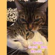 ヒメ日記 2025/04/01 10:55 投稿 みく 小岩人妻花壇